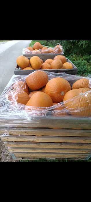 Dynia premium halloween ozdobna 5-10kg