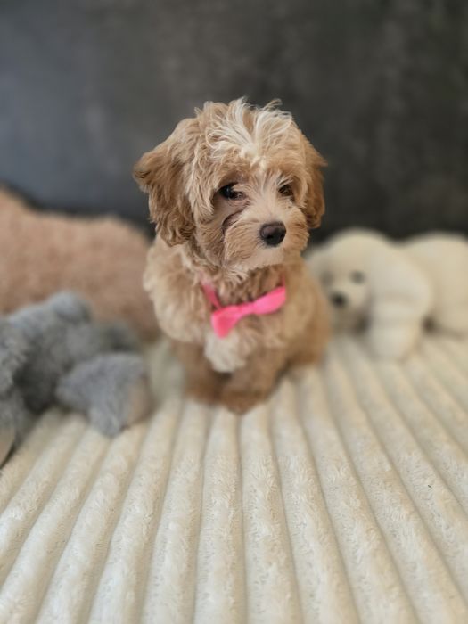Maltipoo f1b sunia
