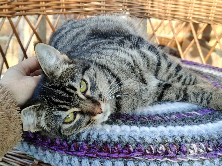 Iskierka czeka na swój dom