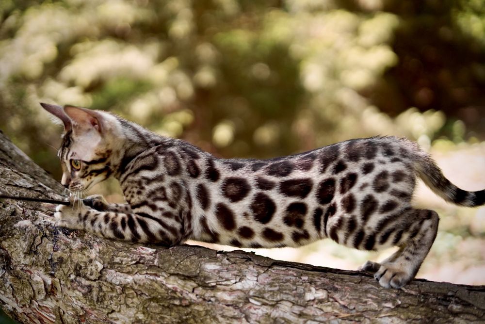 Элегантный Silver Bengal
