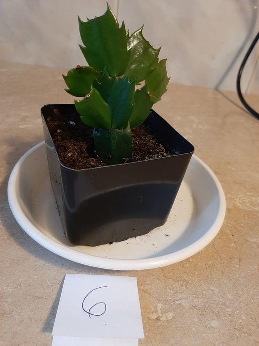 Grudnik roślina doniczkowa