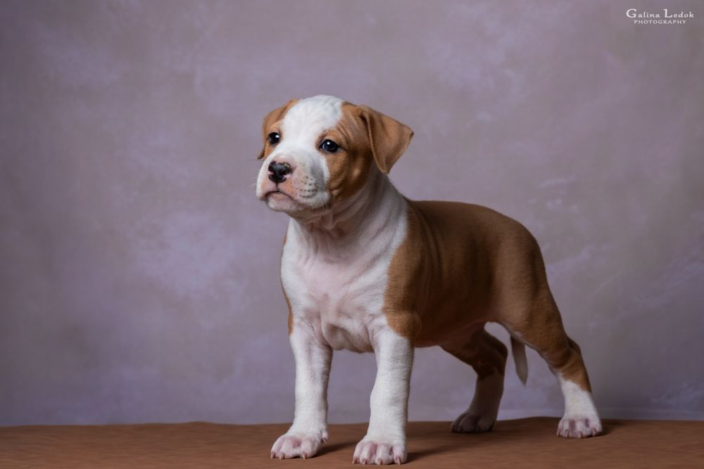 Перспективна дівчинка Амстаффа (КСУ) — All’Vari Style. 2.5 місяці