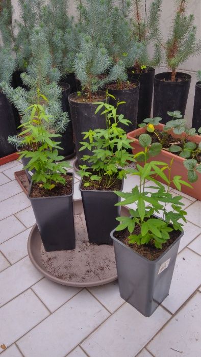 50 Sementes bio de maracujá banana (Curuba )-Sem químicos