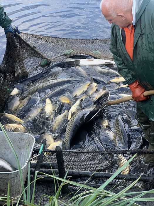 Amur biały duży, waga 8-12 kg/ sztuka