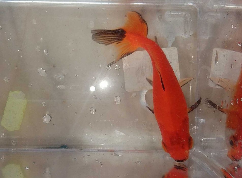 Wakin (Peixe dourado do Japão) 9cm Agua Fria