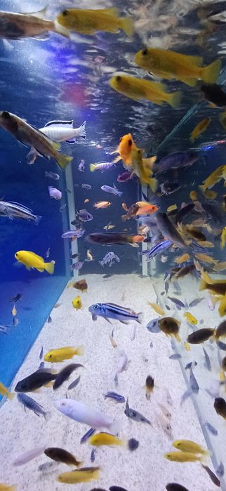 sprzedam pyszczaki różne wielkości oraz gatunki wysyłka cała Polska