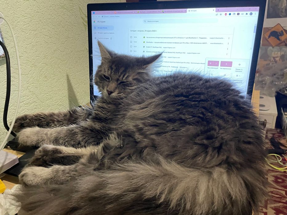 Зник кіт/пропал кот, кловська кіт, печерськ кіт, зникла кішка печерськ