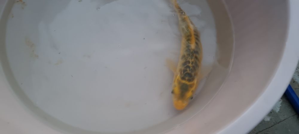 Carpa Koi - 30 cm