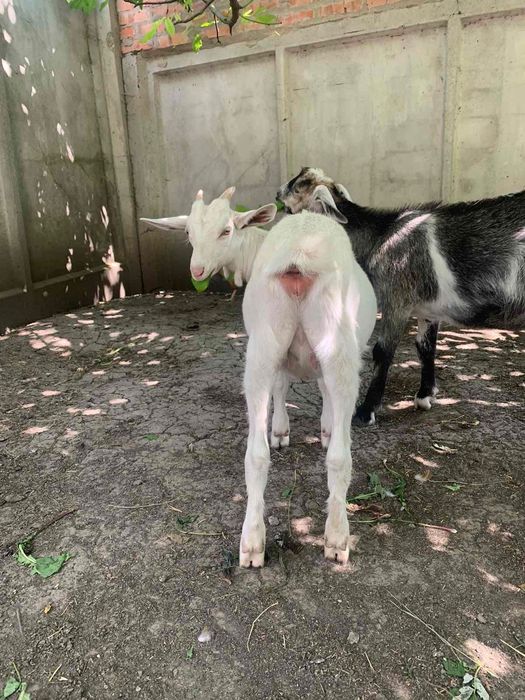 Коза ( козочка) , зааненська порода