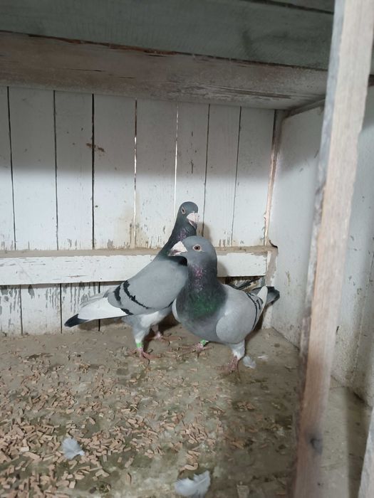 Sprzedam gołębie staropolskie