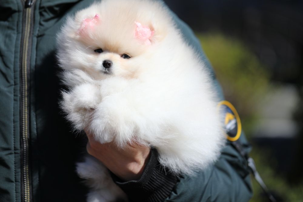 Неймовірні померанці