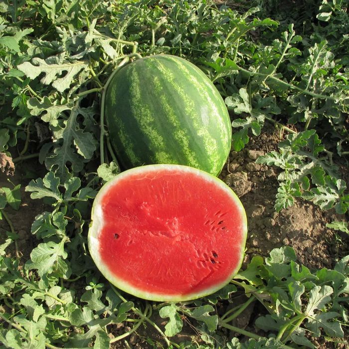 Насіння Кавуна ТАЛІСМАН F1 1000шт TALISMAN F1  Семена Арбуза