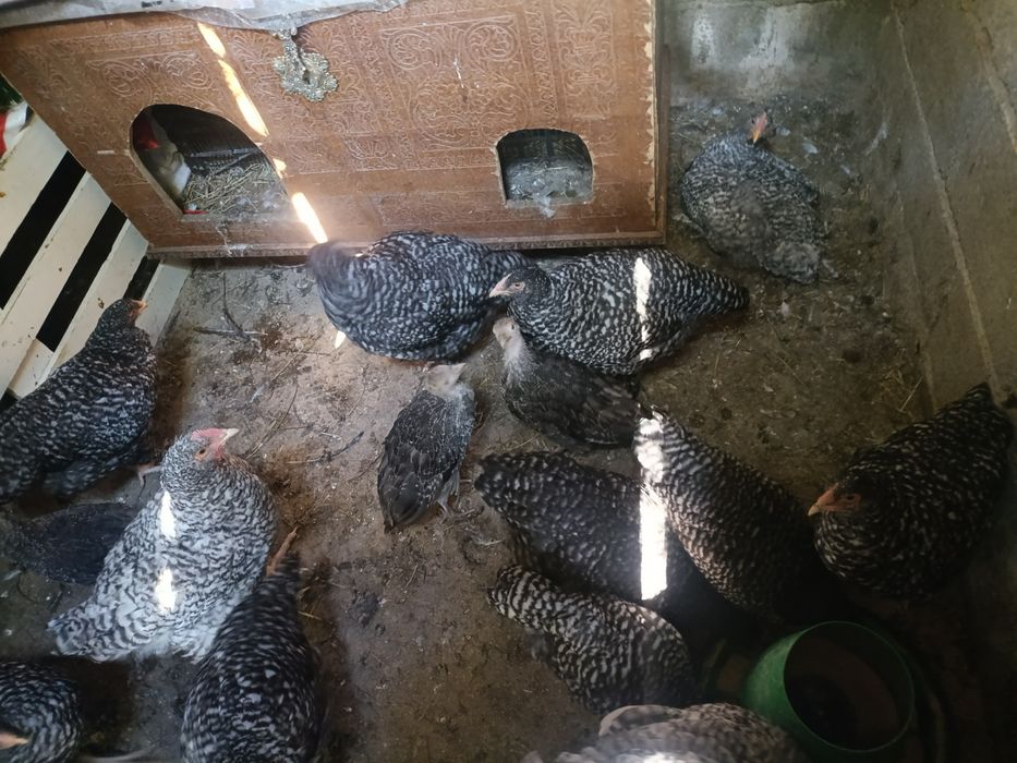 Ovos galados para incubação