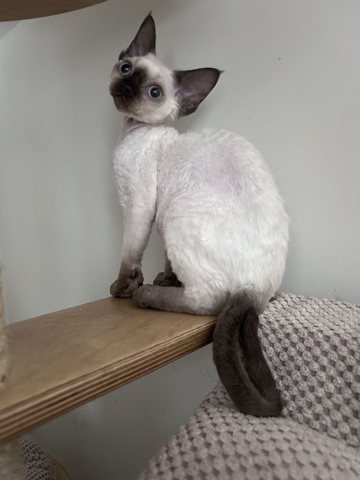 Piękny kocurek devon rex, point,