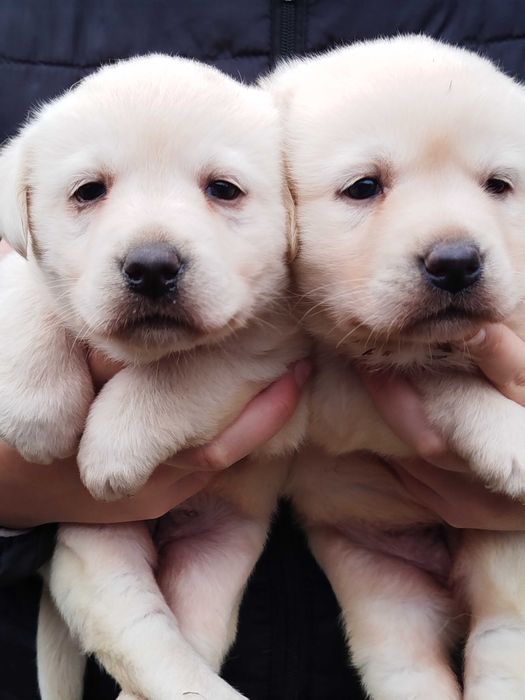 Labrador szczenię tel.-5.7.5.3.0.2.0.3.9.