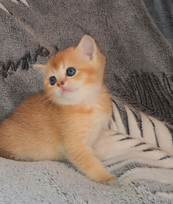 Дві золоті шиншили дівчинки