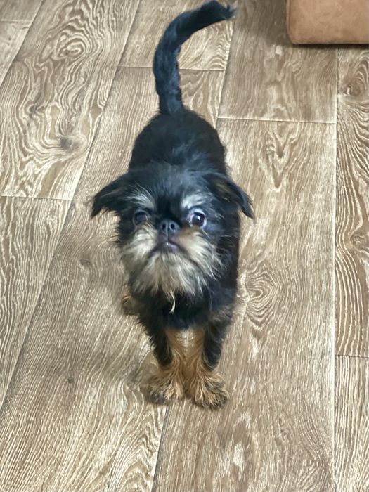 Бельгийский гриффон