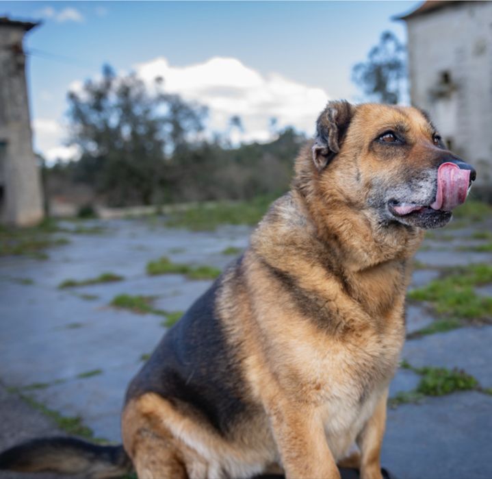Bella para adoção Responsável