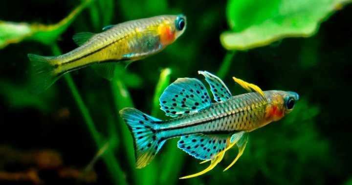 MISIEKZOO Modrooki - Modrook Słoneczny / Gertrudy / Paskai