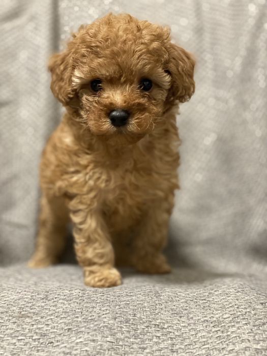 Дівчинка той пуделя