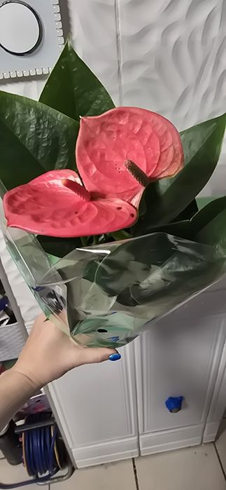 Антуриумы от 200гривен