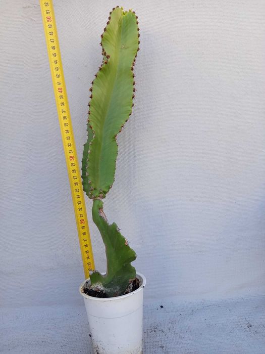 Plantas variadas