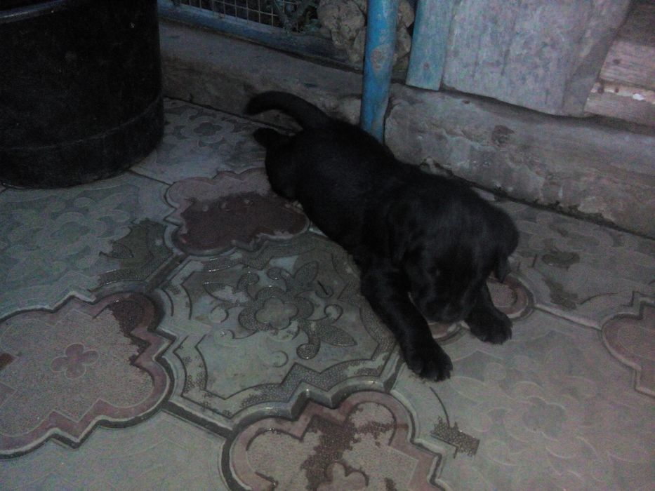 Лабрадор ретривер