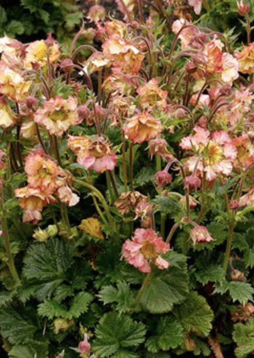 Kuklik kwiat brzoskwiniowy