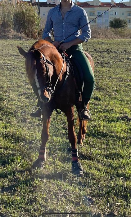 Cavalo 6 anos  engatado e montado