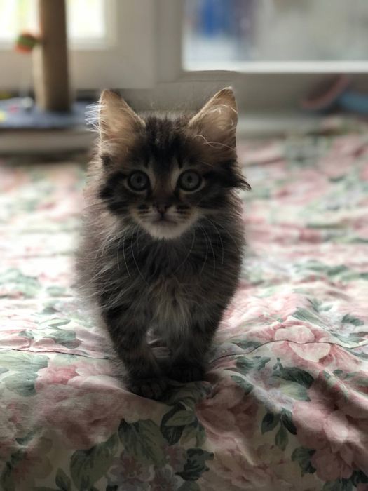 Котенок мальчик бесплатно