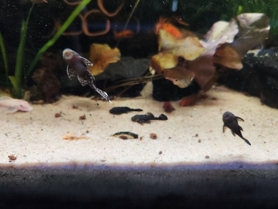 Ancistrus sp para venda