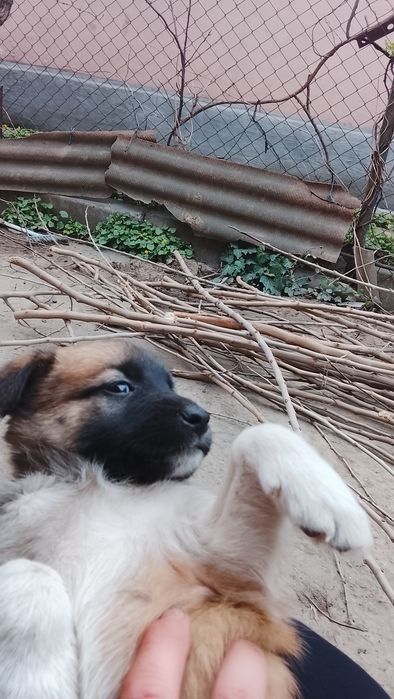 Віддам в хороші руки цуценят.