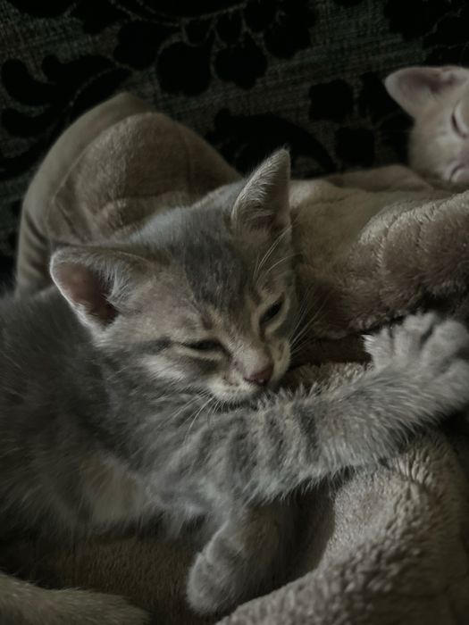 В хорошие руки котята
