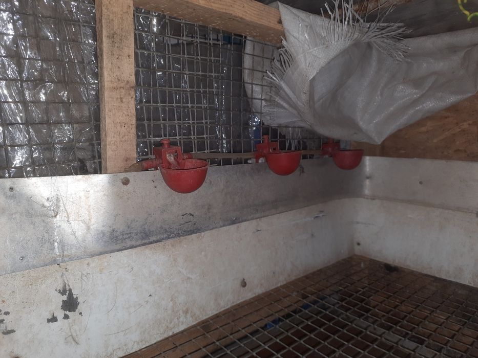 Брудер для птиці.