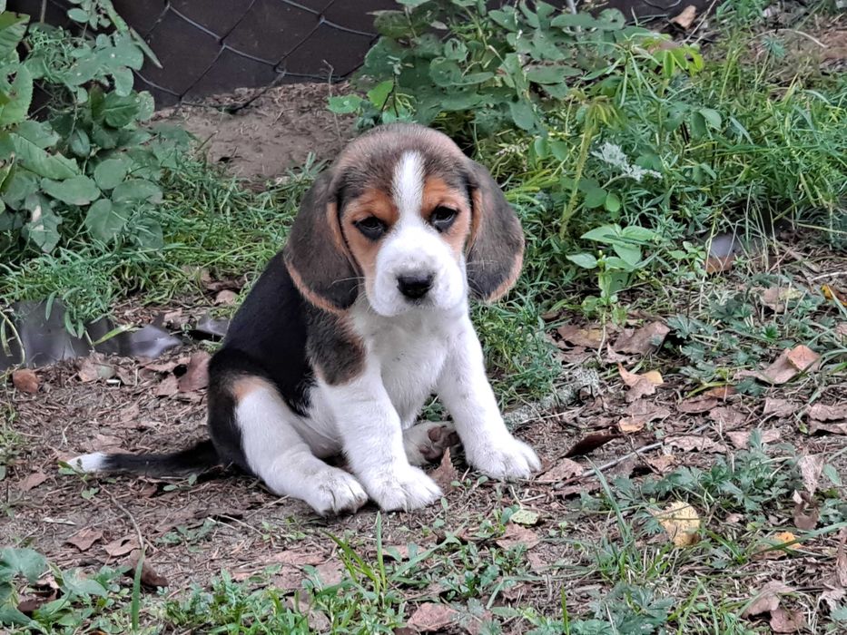 Psy rasowe beagle
