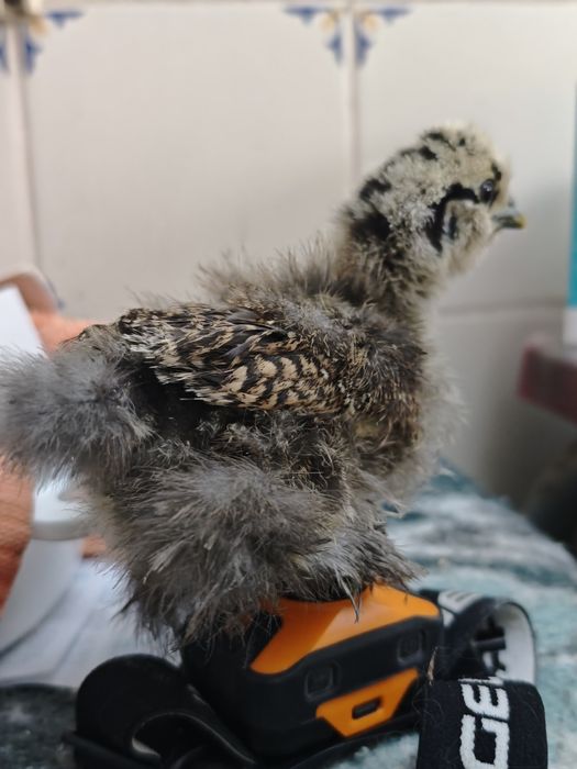 Pintos sedosa do Japão