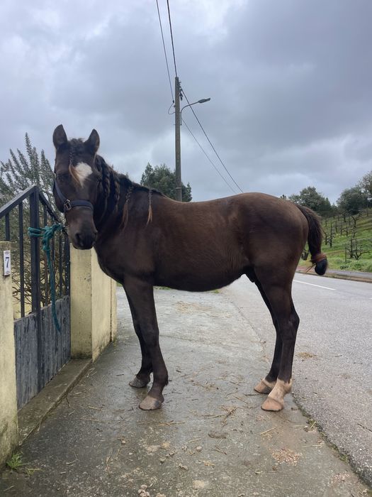 Para venda cavalo inteiro super mansinho