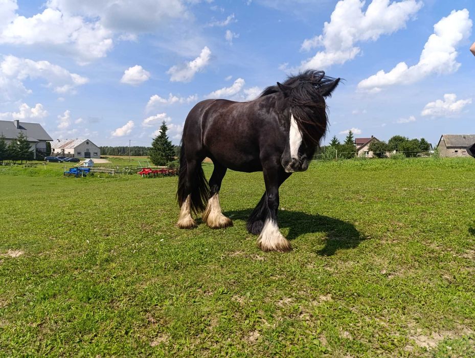 Tinkery/gypsy coby całe STADO