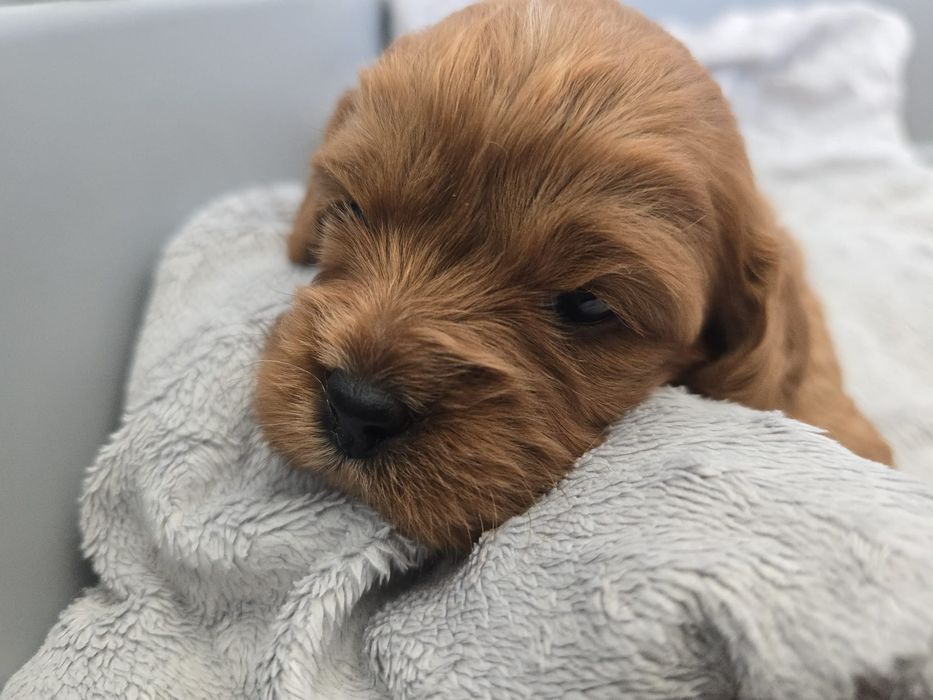 Cavapoo chłopiec brązowy odbiór w maju