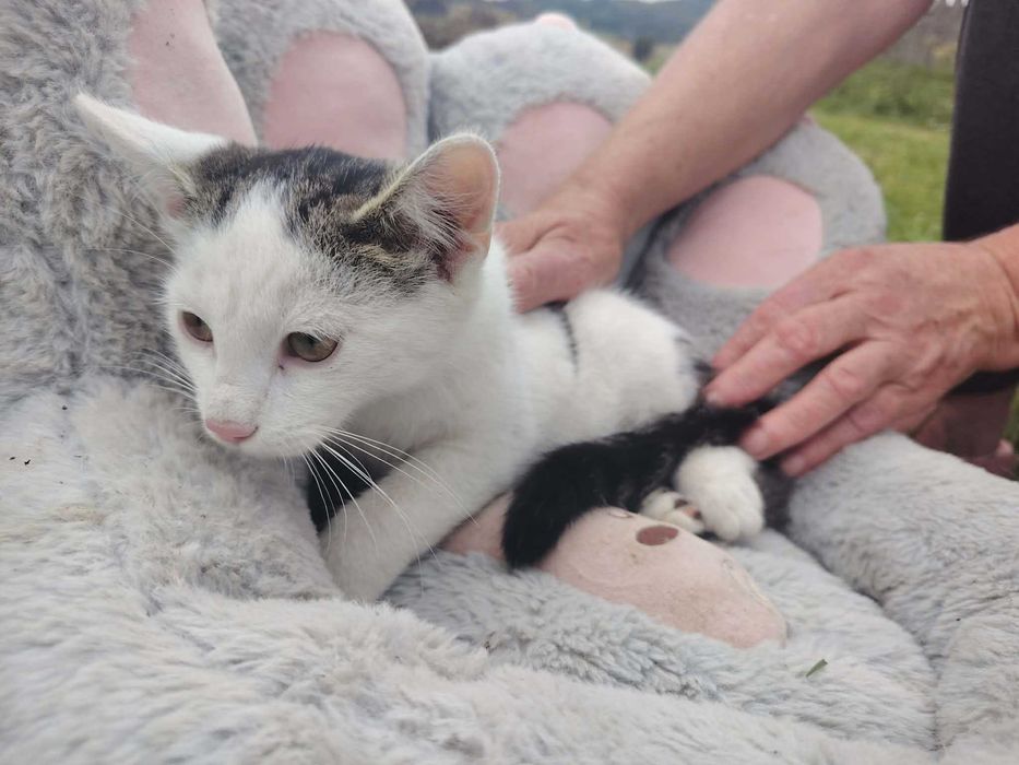 Zwierzęta koty do adopcji