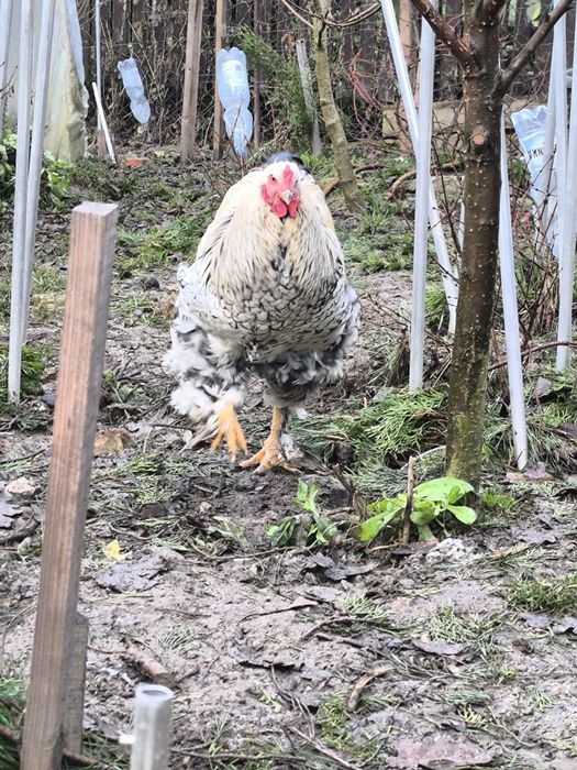 Sprzedam lub wymienię mlode koguty z maja