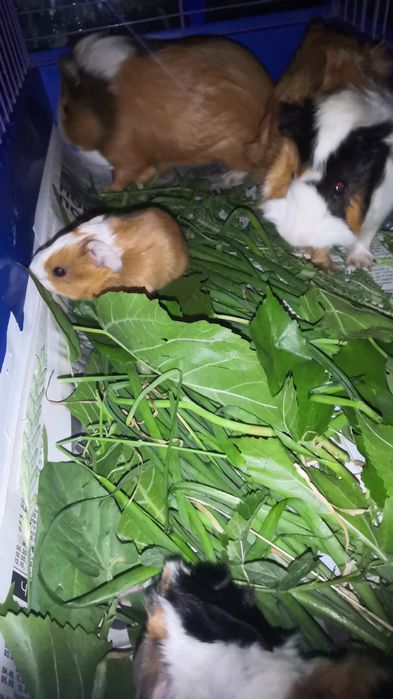Продам морских свинок!!! Родились 18.06.2025
