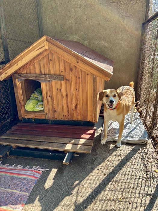 Suczka do adopcji