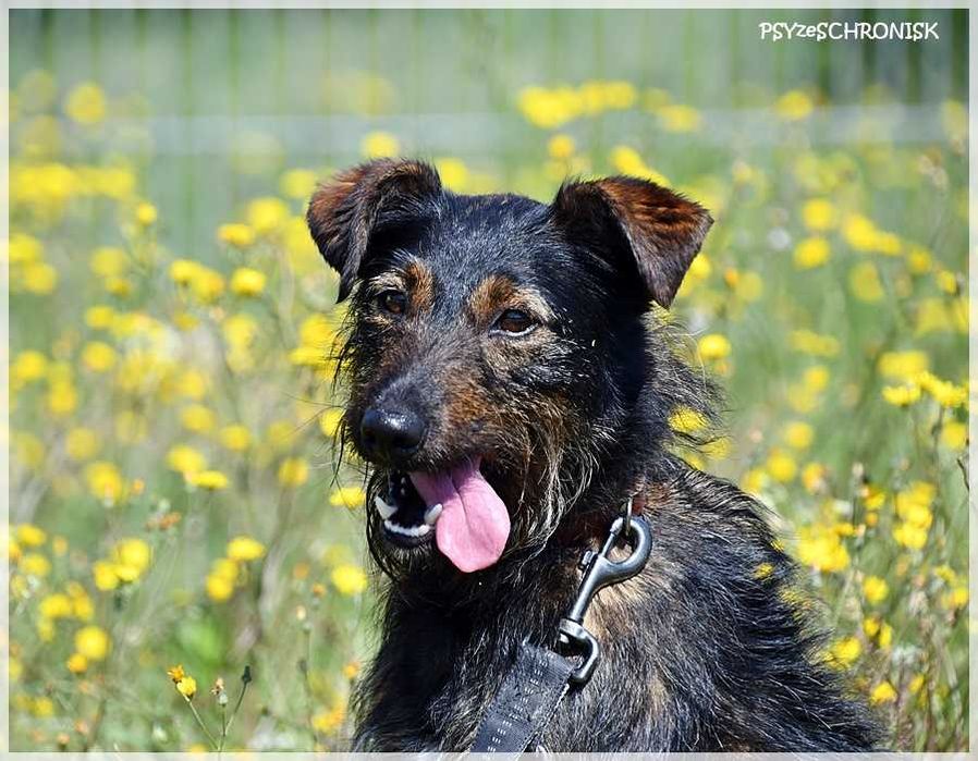 Alfik - malutki terier