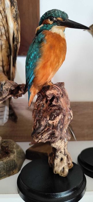 Zimorodek Alcedo atthis obiekt spreparowany wypchany