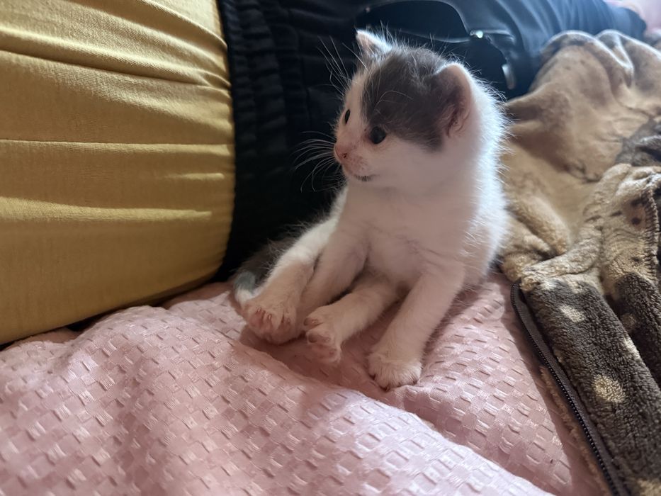Котенятка миленькі