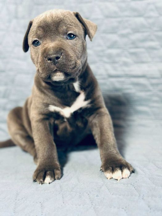 Цуценя АСТ АМСТАФФ Щенок АМСТАФФ АСТ стаффордширский терьер