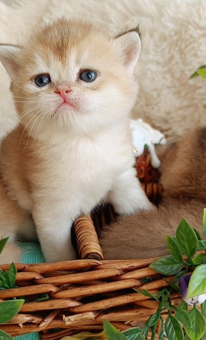 British shorthair golden chinchilla NY 11 -12