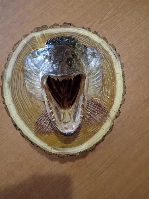 Чучело головы щуки.