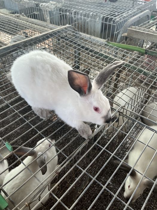 Vendo coelhos machos e femeas adultos e mais novos de raça e gaiolas